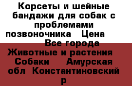 Корсеты и шейные бандажи для собак с проблемами позвоночника › Цена ­ 2 500 - Все города Животные и растения » Собаки   . Амурская обл.,Константиновский р-н